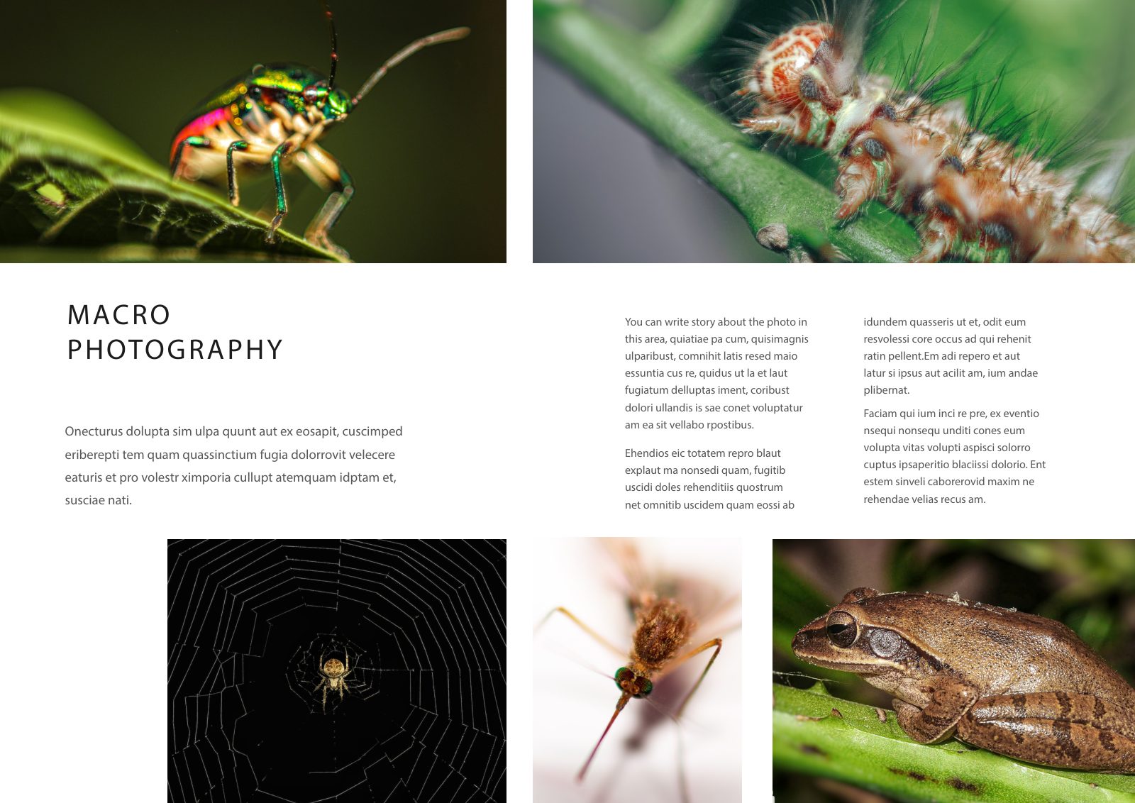 Photography Portfolio — Book — page 20/38