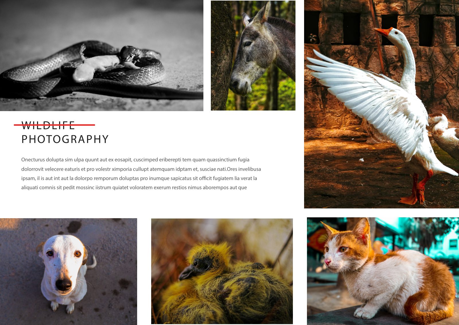 Photography Portfolio — Book — page 32/38