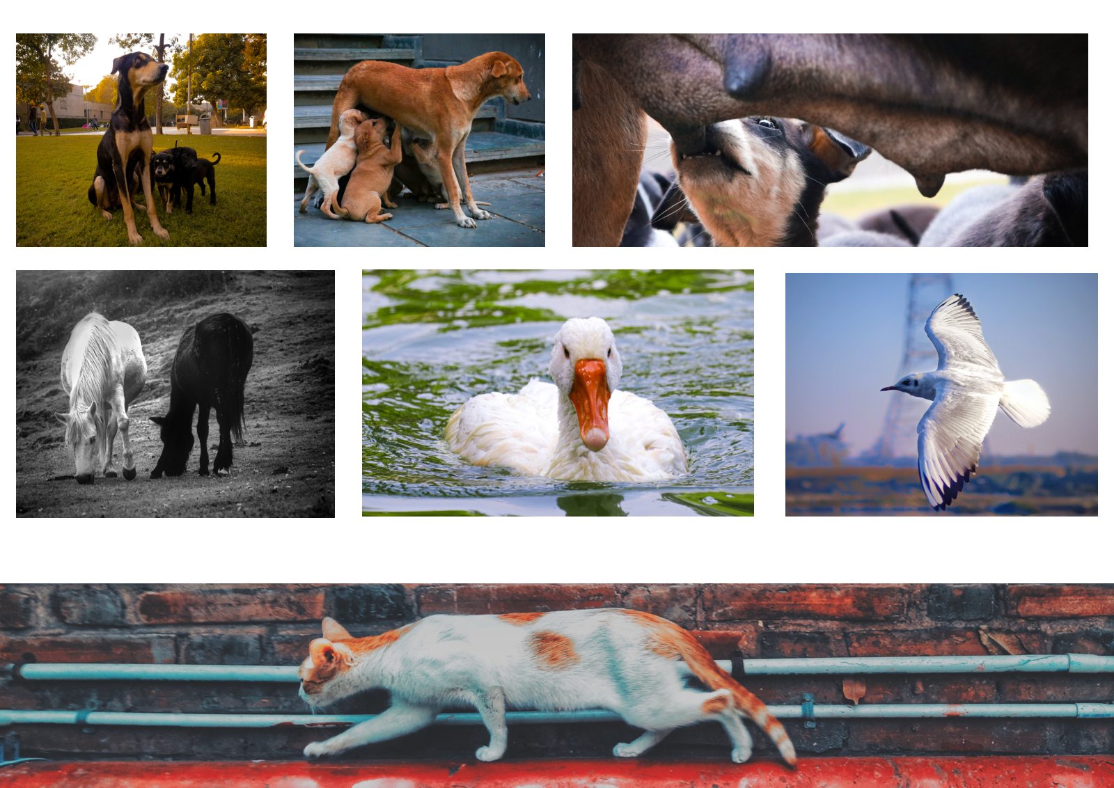 Photography Portfolio — Book — page 33/38
