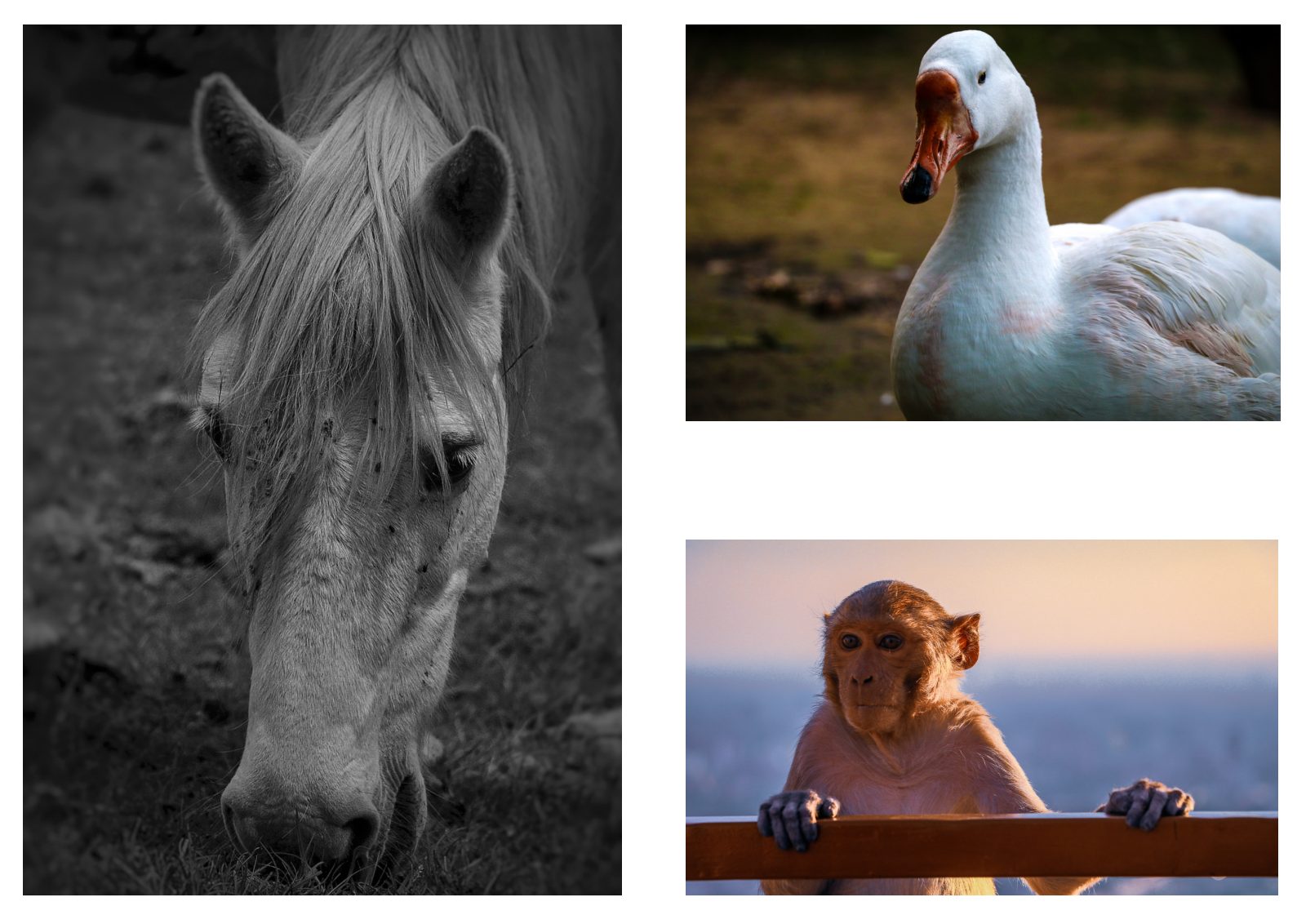Photography Portfolio — Book — page 34/38