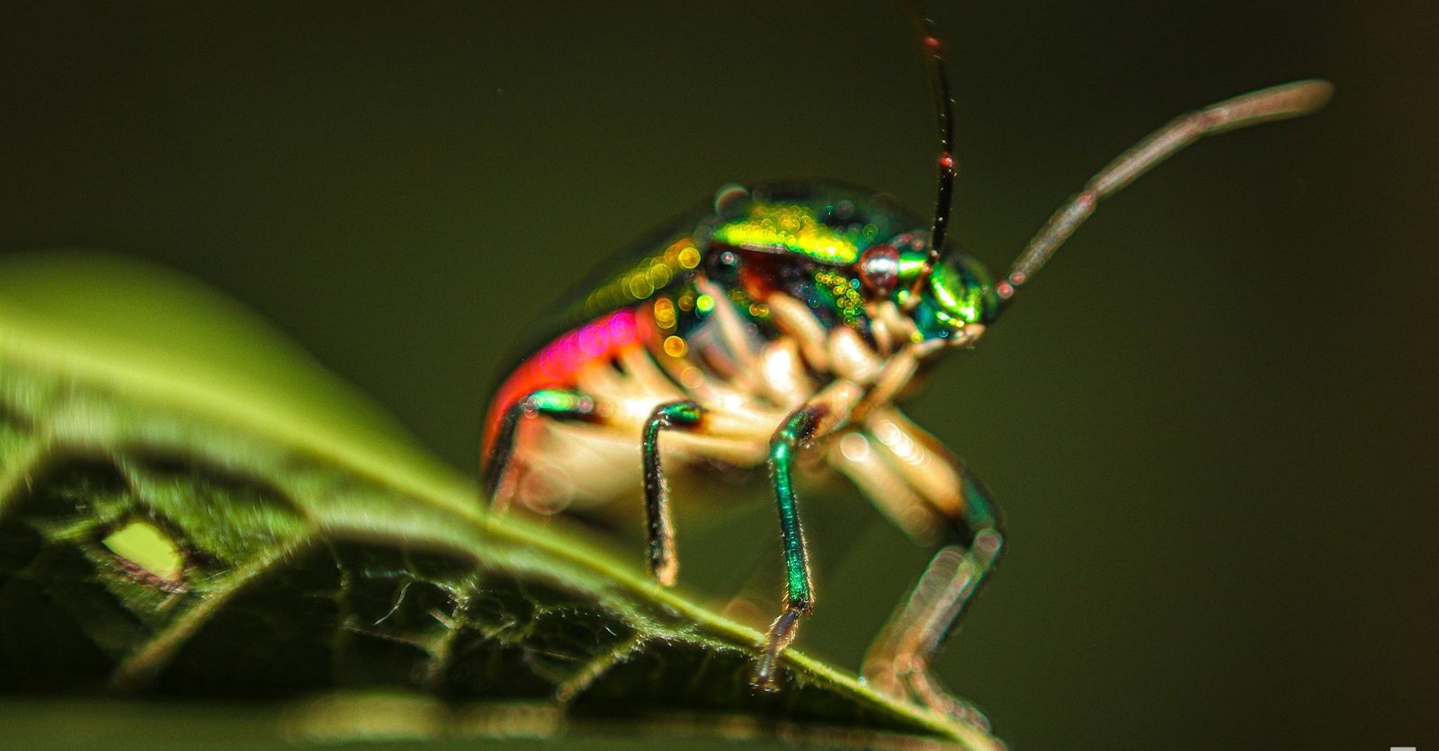 Photograph 2 of 10 from “CLOSE RANGE” — macro / eye / texture.