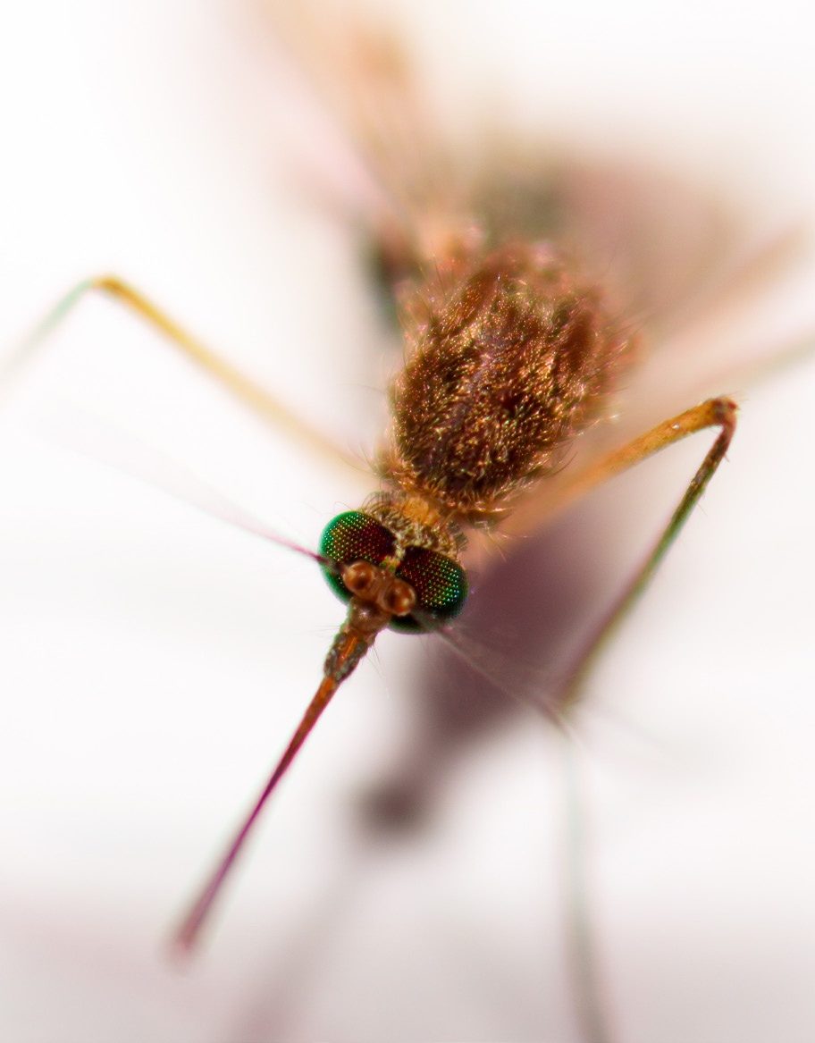 Photograph 9 of 10 from “CLOSE RANGE” — macro / eye / texture.