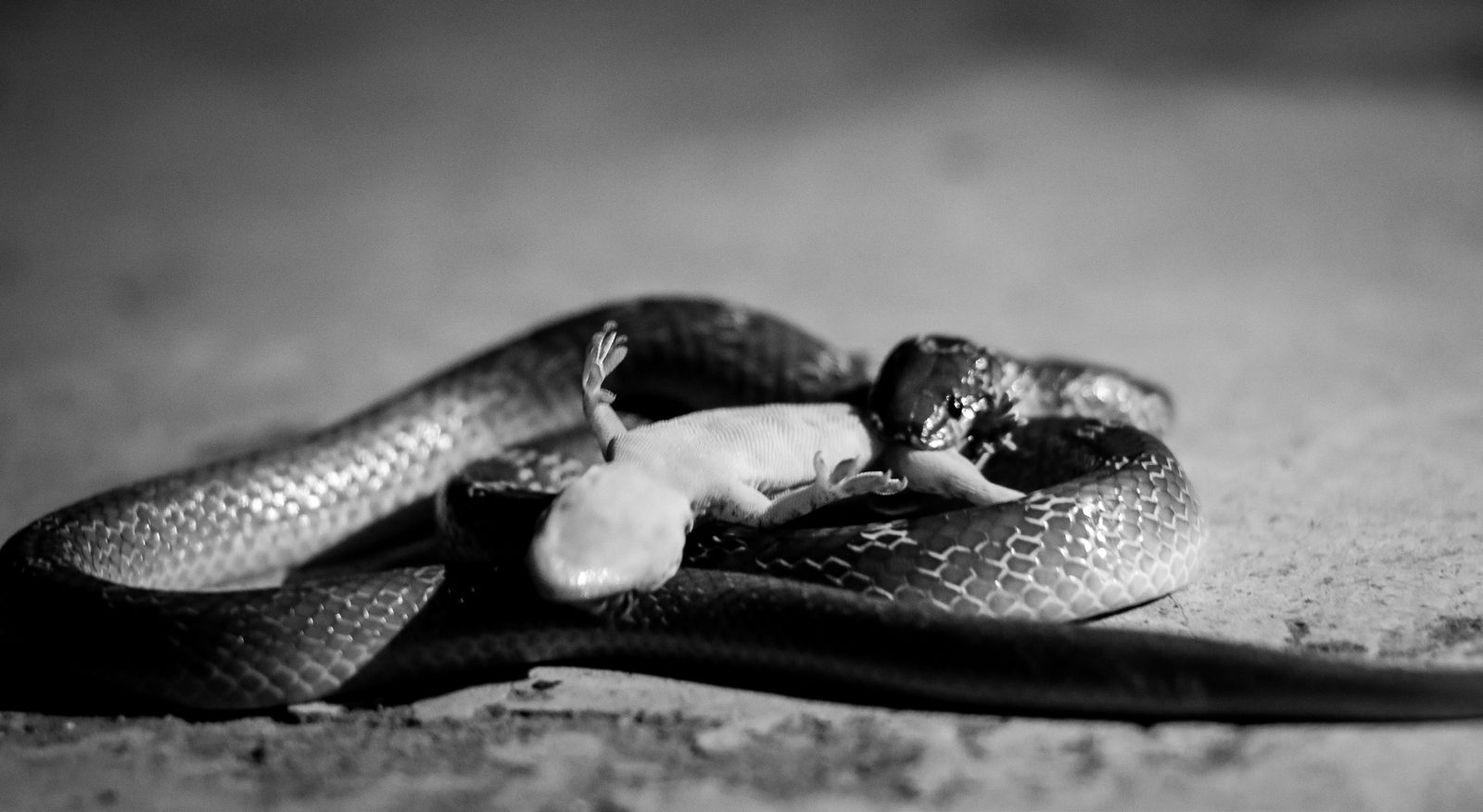 Photograph 9 of 16 from “SMALL LIVES” — street / field / companion.