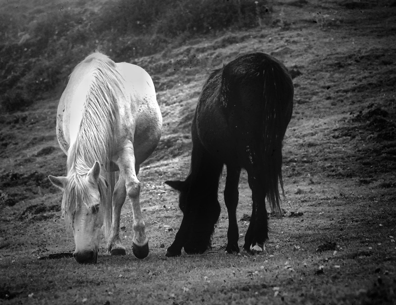 Photograph 3 of 16 from “SMALL LIVES” — street / field / companion.