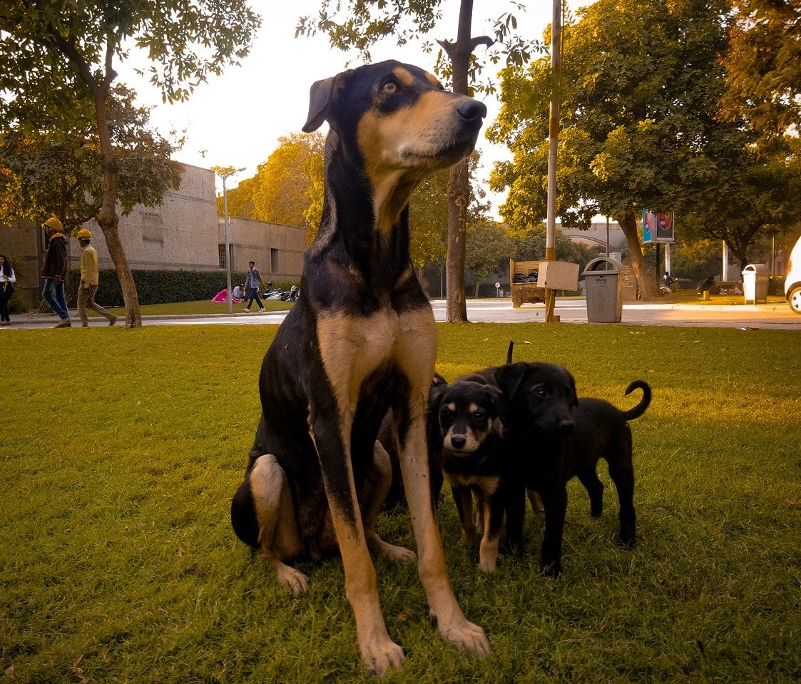 Photograph 15 of 16 from “SMALL LIVES” — street / field / companion.