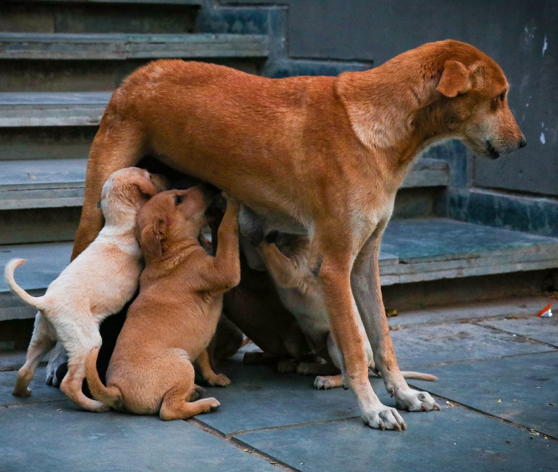 Photograph 7 of 16 from “SMALL LIVES” — street / field / companion.