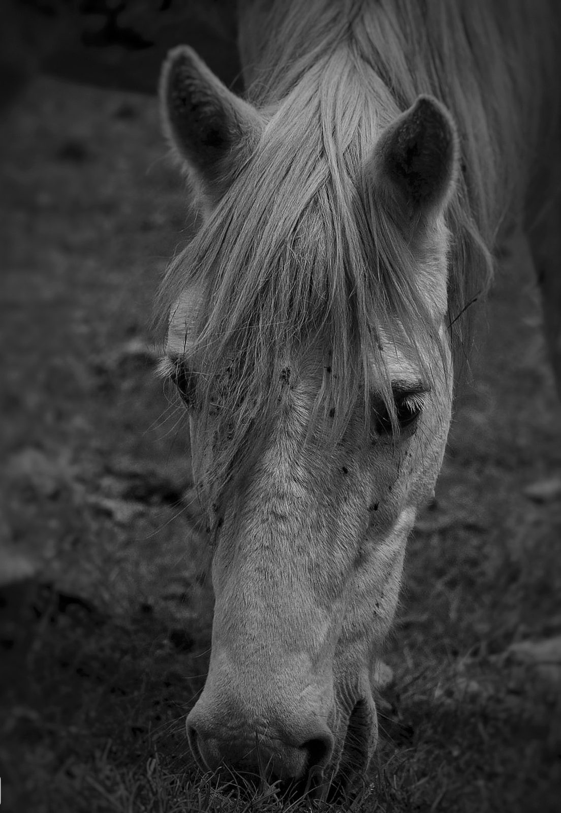 Photograph 6 of 16 from “SMALL LIVES” — street / field / companion.
